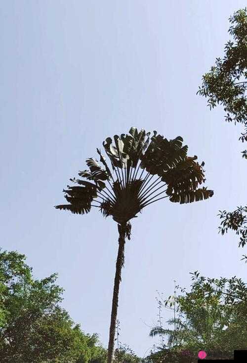 旅人蕉和天堂鸟的区别：带你领略两种植物的奇妙世界